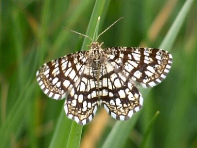 Klaverspanner, Chiasmia clathrata.JPG